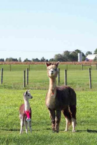 raising-alpacas